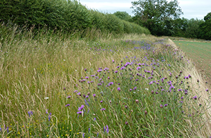 Grass margin mixtures